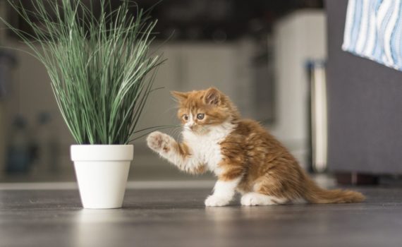 chaton dangers