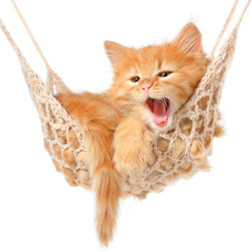 Votre chaton dort près de 20h par jour !