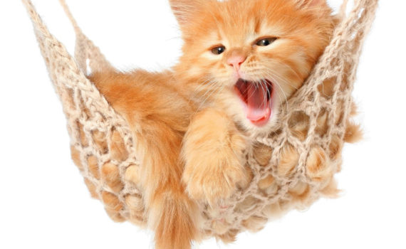 Votre chaton dort près de 20h par jour !