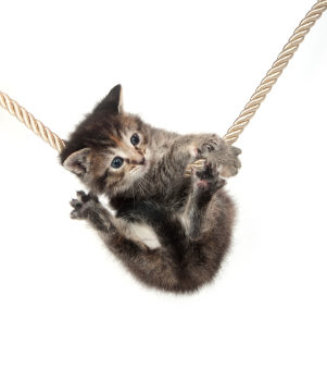 La santé de vos chatons est fragile