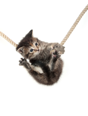 La santé de vos chatons est fragile