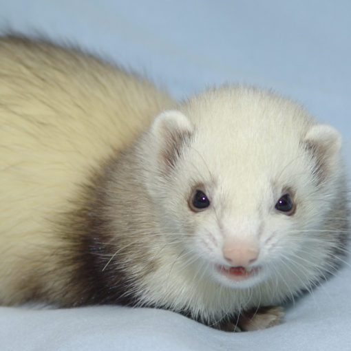 Choisir la cage de son furet