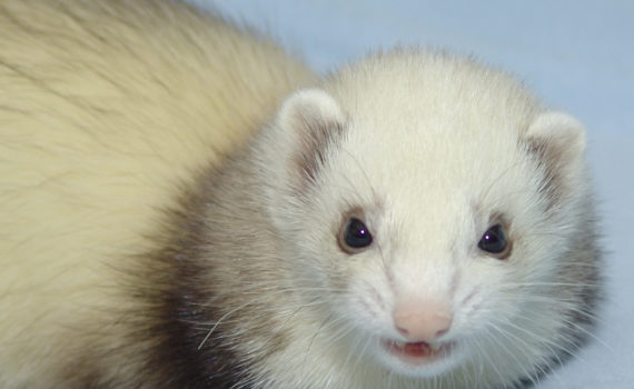 Choisir la cage de son furet