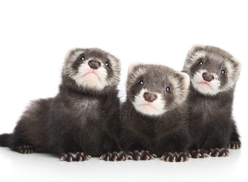 Choisir son furet