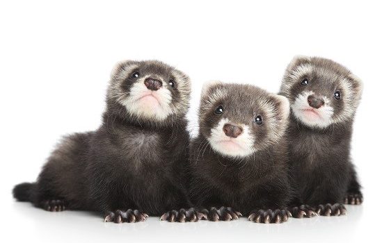 Choisir son furet