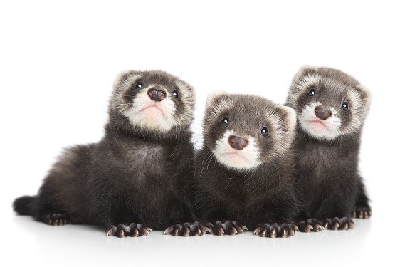 Choisir son furet