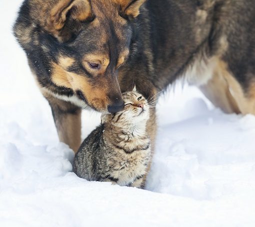 Cohabitation chat et autres animaux
