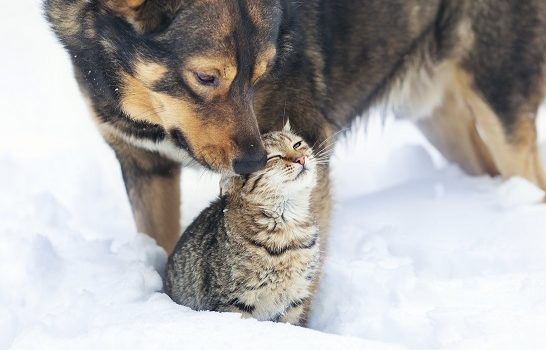 Cohabitation chat et autres animaux