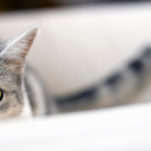 Anxiété de cohabitation chez le chat
