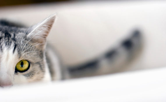 Anxiété de cohabitation chez le chat