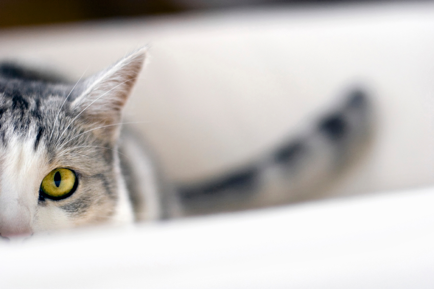 Anxiété de cohabitation chez le chat