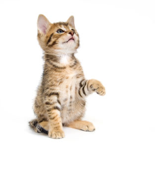 punition et récompense chez le chat