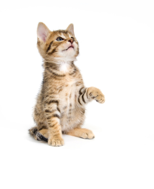 punition et récompense chez le chat