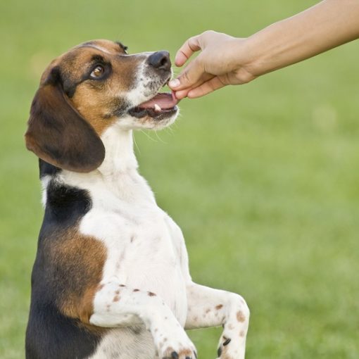 choisir un complément alimentaire pour son chien