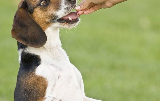 choisir un complément alimentaire pour son chien