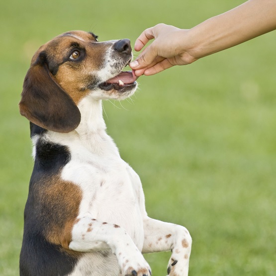 choisir un complément alimentaire pour son chien