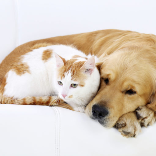 Les manies des animaux