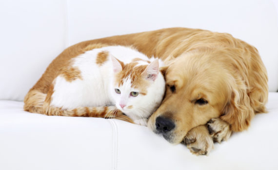 Les manies des animaux