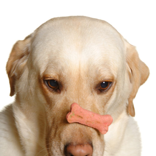 Utilisez la ruse pour donner un médicament à votre chien