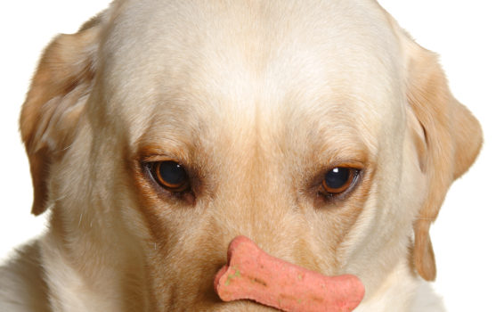 Utilisez la ruse pour donner un médicament à votre chien