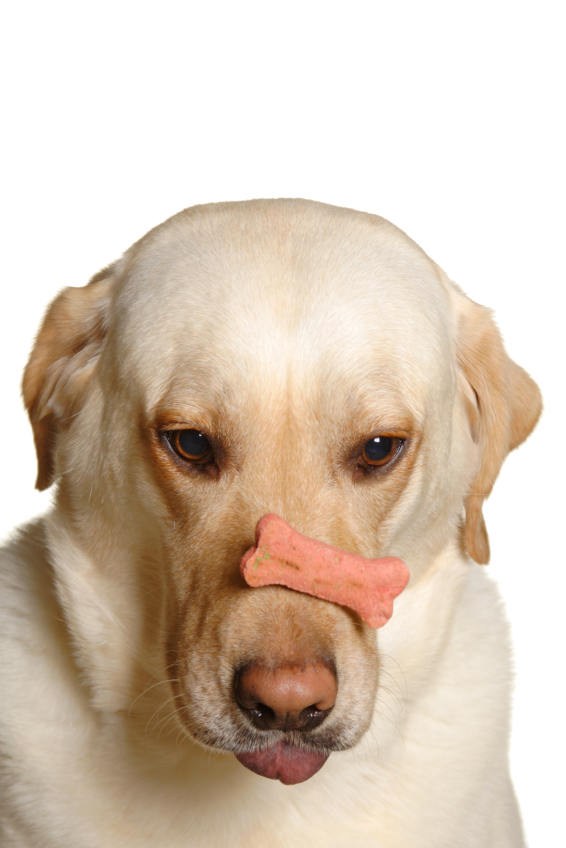 Utilisez la ruse pour donner un médicament à votre chien