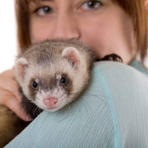Présentation du furet