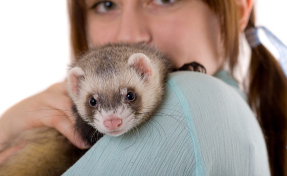 Présentation du furet
