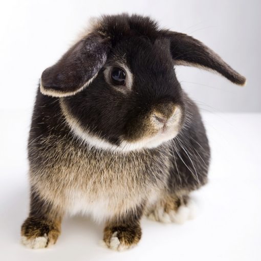 Présentation du lapin
