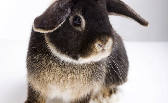 Présentation du lapin