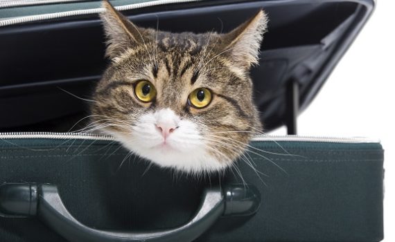 sac et caisse de transport pour chat