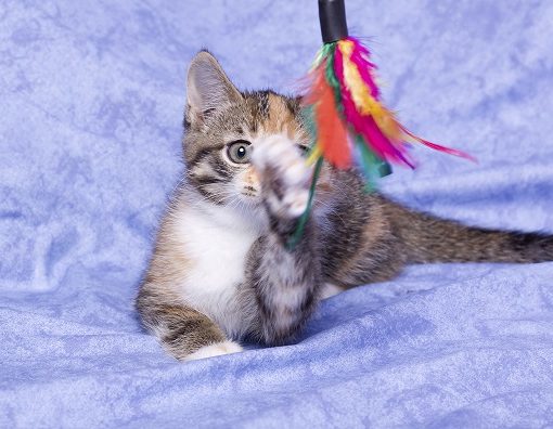 Accessoires pour chatons indispensables