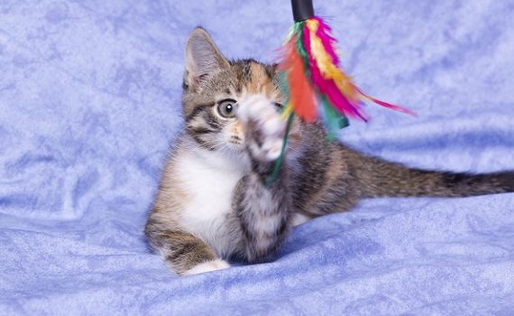 Accessoires pour chatons indispensables