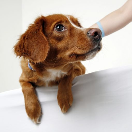 tremblements chez le chien