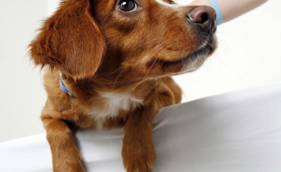 tremblements chez le chien