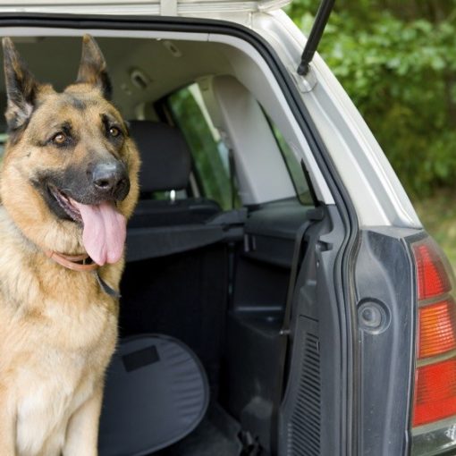 Mal des transports chez le chien ou le chat
