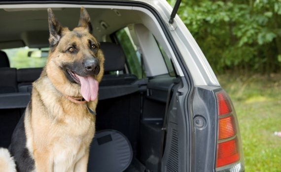 Mal des transports chez le chien ou le chat