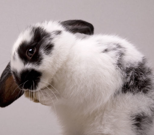 caecotrophie chez le lapin