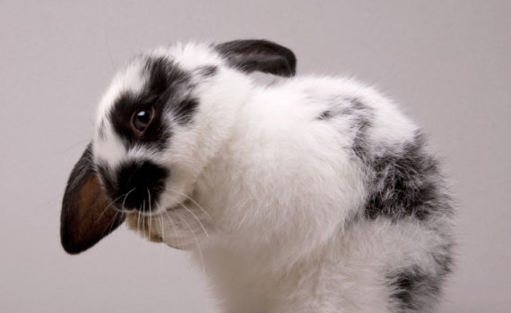 caecotrophie chez le lapin