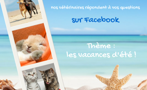 tchat véto Wanimo Facebook