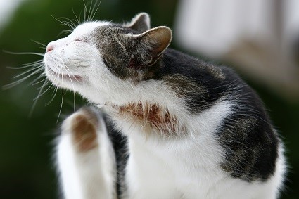 Prurit cou et tête chez le chat