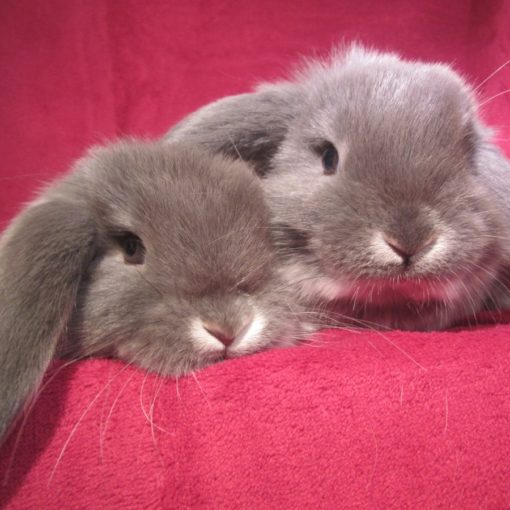 la cohabitation chez le lapin