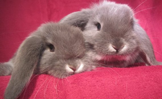 la cohabitation chez le lapin