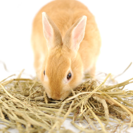 La propreté du lapin