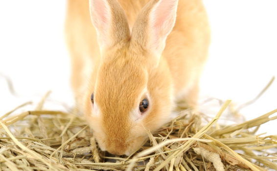 La propreté du lapin