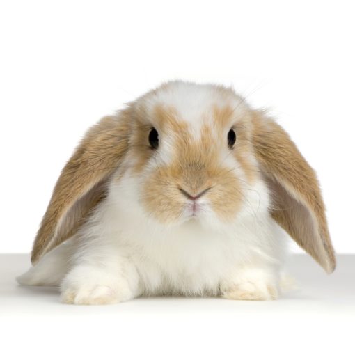 comprendre mon lapin