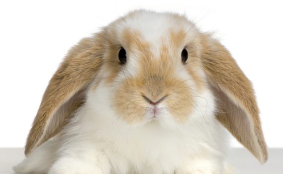 comprendre mon lapin