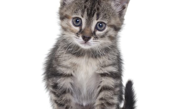 apprivoiser un chaton peureux