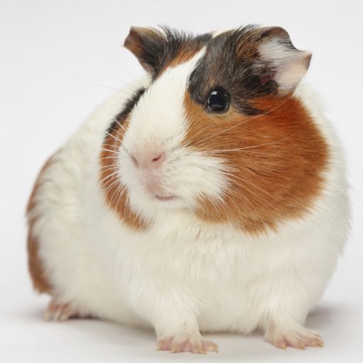 les sens du cochon d'inde
