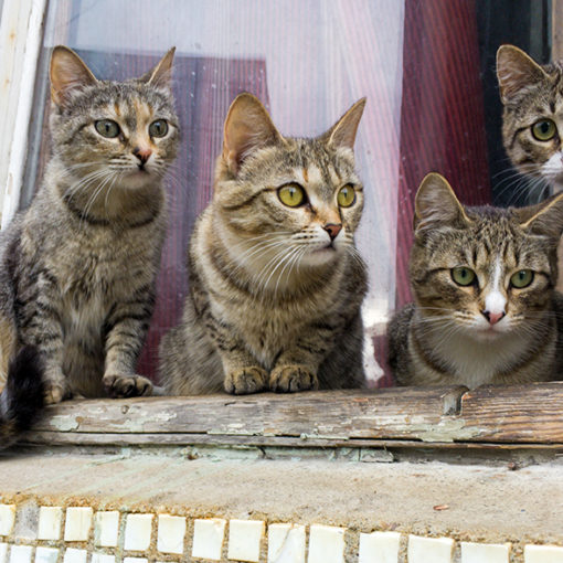 La gale d’oreilles chez le chat
