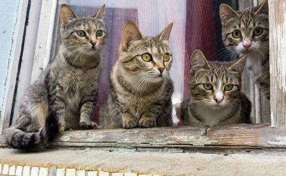 La gale d’oreilles chez le chat